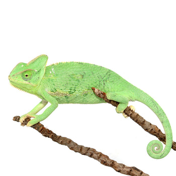 Chameleon Setups