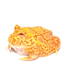 Collection image for: Horned Frog Setups