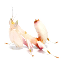 Collection image for: Praying Mantis Setups