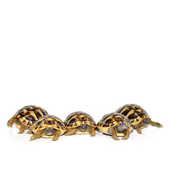 Collection image for: Tortoise Table Setups