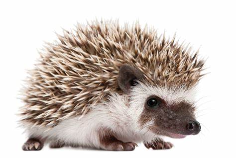 Exotic Pet Supplies