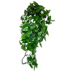 Collection image for: Hanging Plants