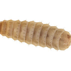 Large