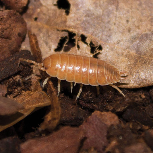 Woodlice