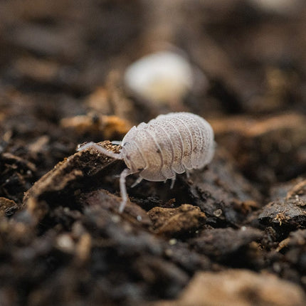 Woodlice