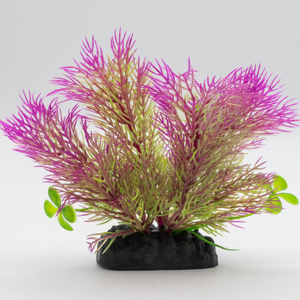 AquaSpectra Ceratopteris Plant Purple, 10cm