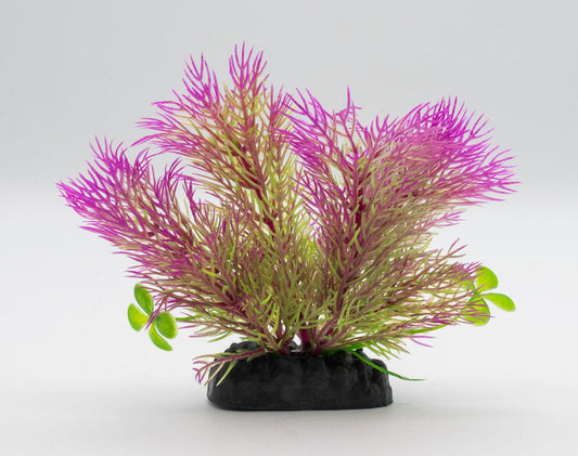 AquaSpectra Ceratopteris Plant Purple, 10cm