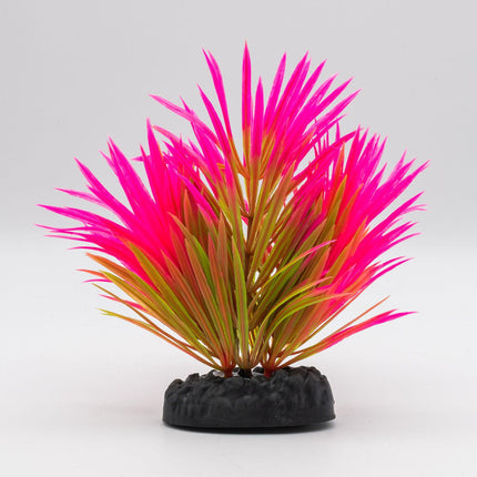 AquaSpectra Lilaeopsis Plant, 10cm