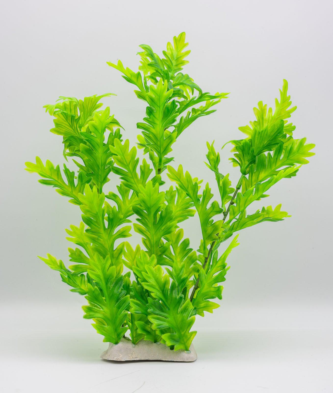 AquaSpectra Hygrophila Plant, 30cm