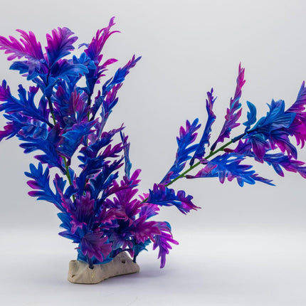 AquaSpectra Hygrophila Plant, 30cm