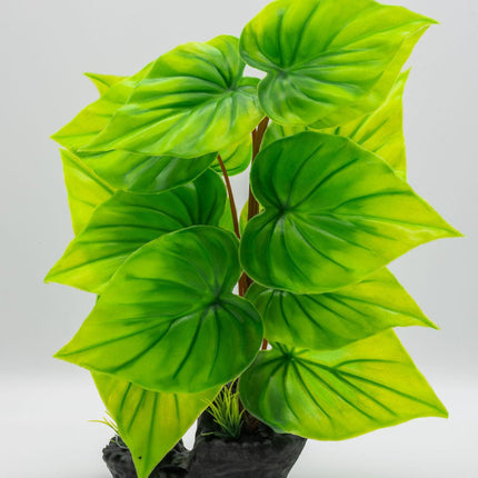 AquaSpectra Phylodendron Plant, 40cm
