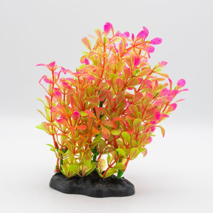 AquaSpectra Rotala, 15cm