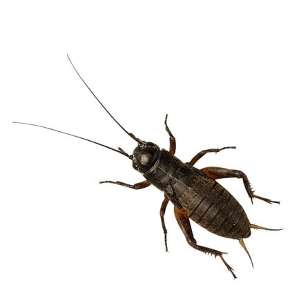 Black Crickets