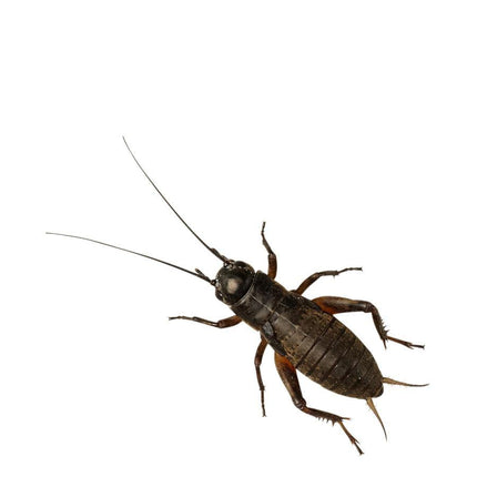 Black Crickets