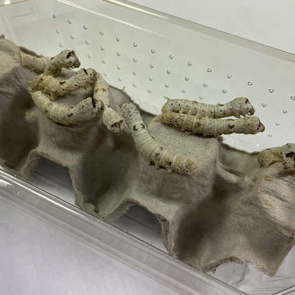 Live Silkworms
