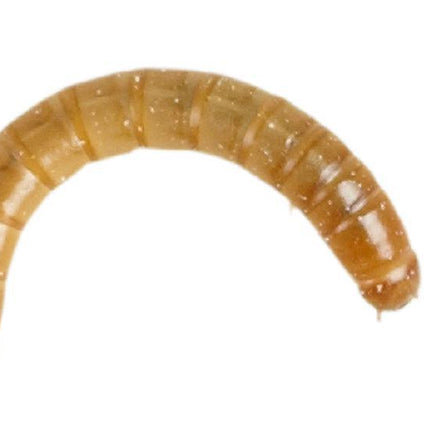 Live Mealworms