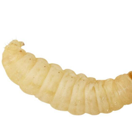 Live Waxworms