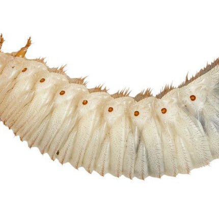 Fruit-beetle Grubs - Pachnoda - Pack of 10