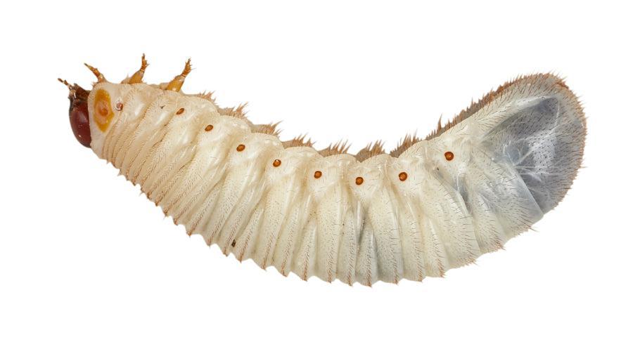 Fruit-beetle Grubs - Pachnoda - Pack of 10