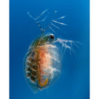 Daphnia