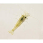 River Shrimp