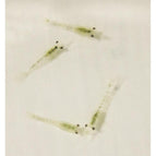 Mysis Shrimp