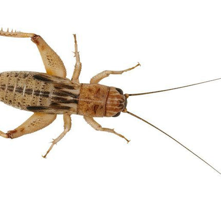Silent Crickets