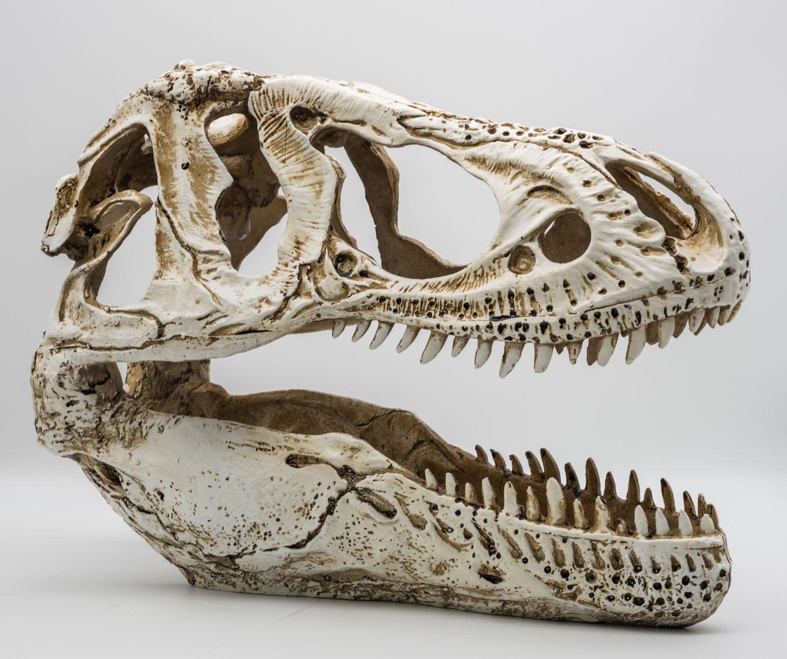 ProRep Resin XL T-Rex Skull, 38cm