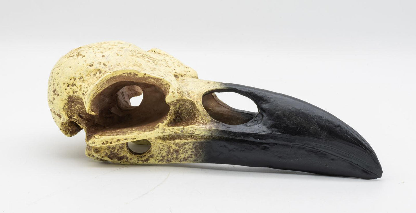 ProRep Resin Corvid Skull, 15.5cm