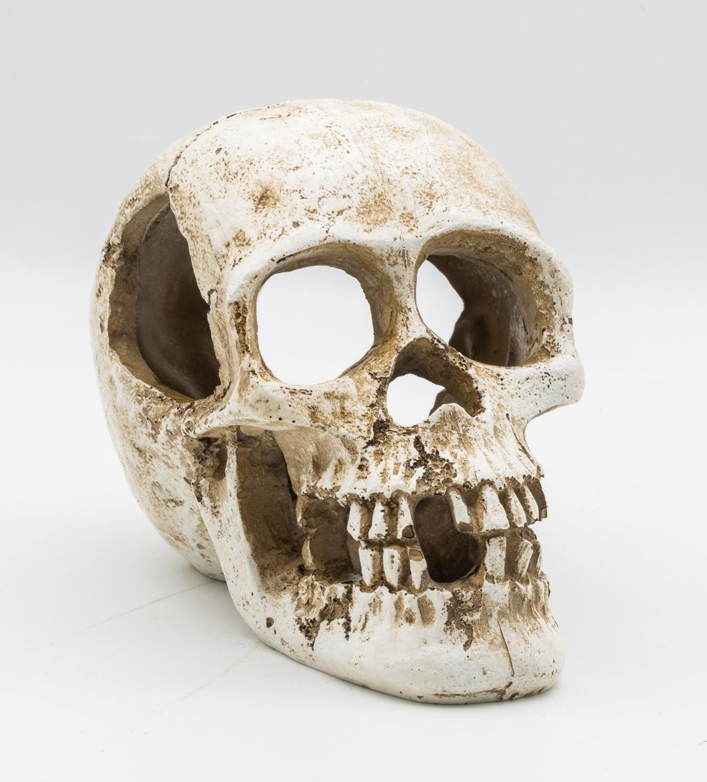 ProRep Resin Human Skull, 15cm