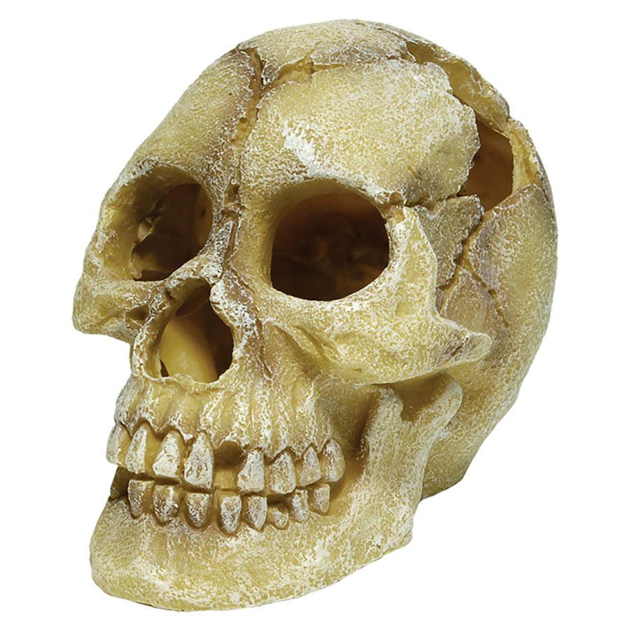 Repstyle Skull