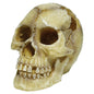Repstyle Skull