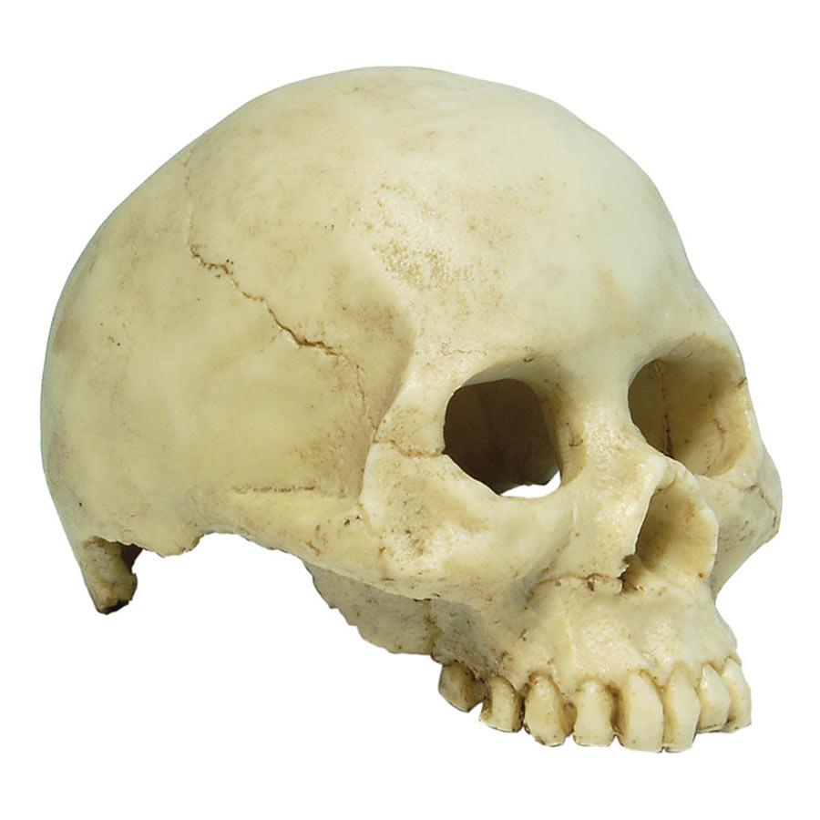 Repstyle Skull