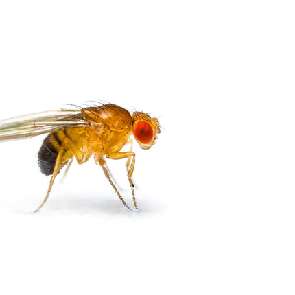 Flightless Fruitflies