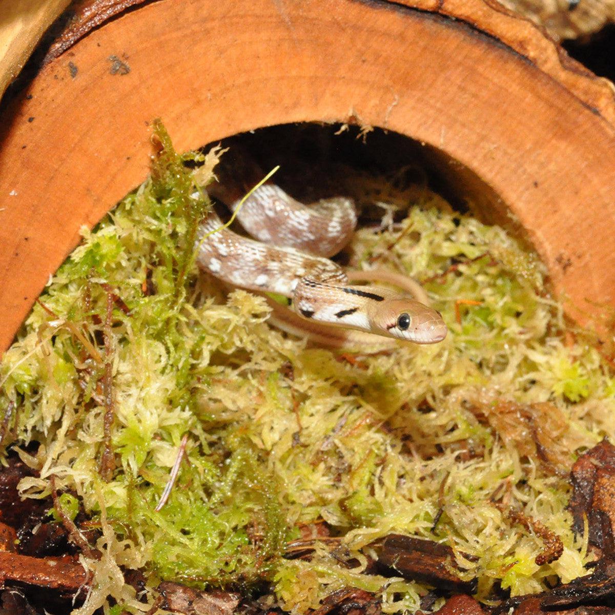 HabiStat Sphagnum Moss