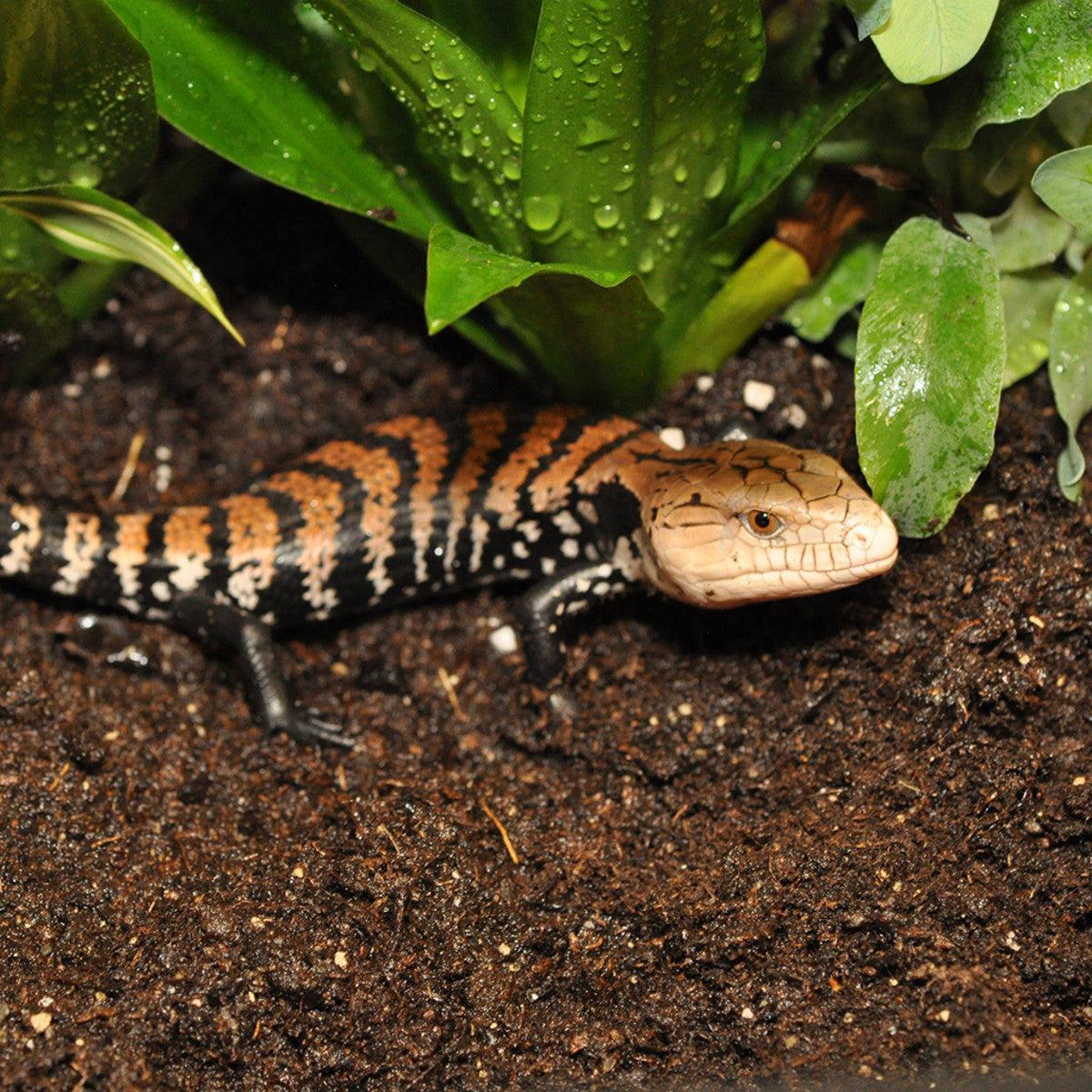 HabiStat Jungle Bio Substrate