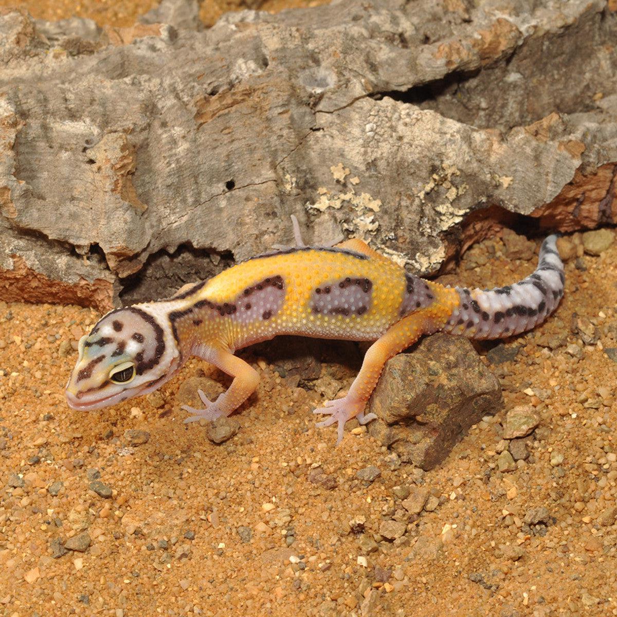 HabiStat Leopard Gecko Bedding