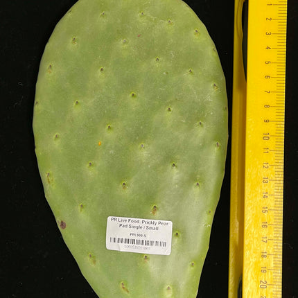 Prickly Pear (Opuntia) Cactus