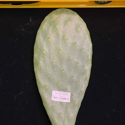 Prickly Pear (Opuntia) Cactus