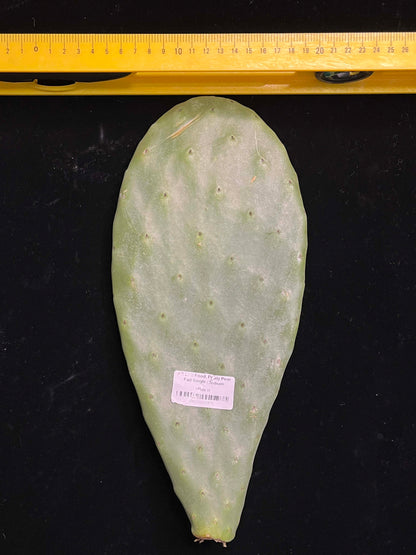 Prickly Pear (Opuntia) Cactus