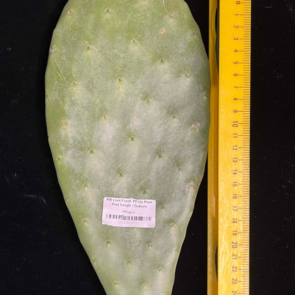 Prickly Pear (Opuntia) Cactus