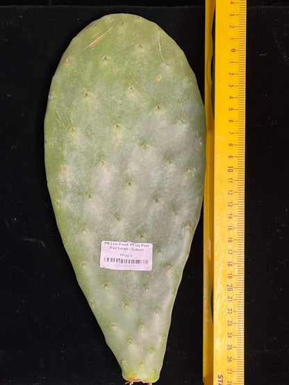 Prickly Pear (Opuntia) Cactus