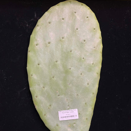 Prickly Pear (Opuntia) Cactus