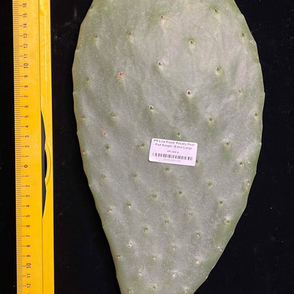 Prickly Pear (Opuntia) Cactus