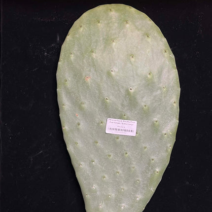 Prickly Pear (Opuntia) Cactus