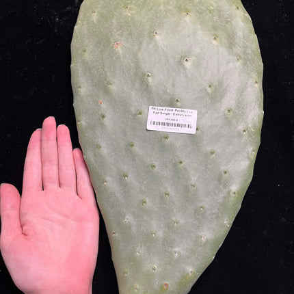 Prickly Pear (Opuntia) Cactus