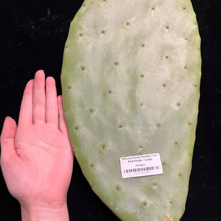 Prickly Pear (Opuntia) Cactus