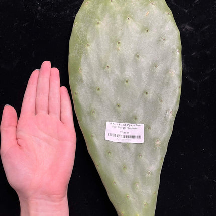 Prickly Pear (Opuntia) Cactus