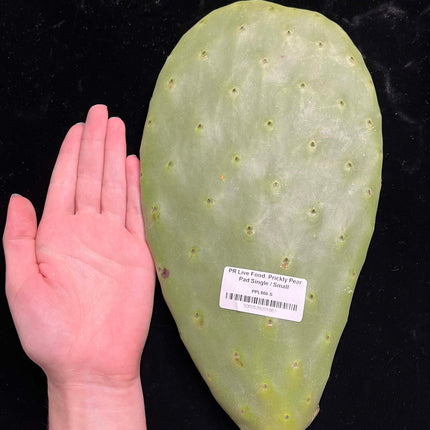 Prickly Pear (Opuntia) Cactus