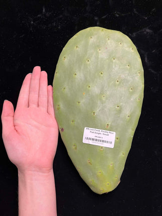 Prickly Pear (Opuntia) Cactus